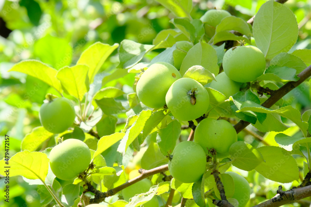 Apple trees, pear trees in the garden. Garden against the blue sky. Autumn harvest. Beautiful background. Copy space Apple trees, pear trees in the garden. Garden against the blue sky. Autumn harvest. Beautiful background. Copy space