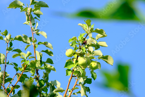 Apple trees, pear trees in the garden. Garden against the blue sky. Autumn harvest. Beautiful background. Copy space