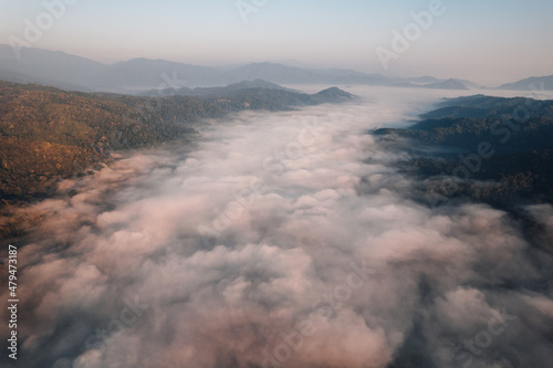 golden morning fog in the forest