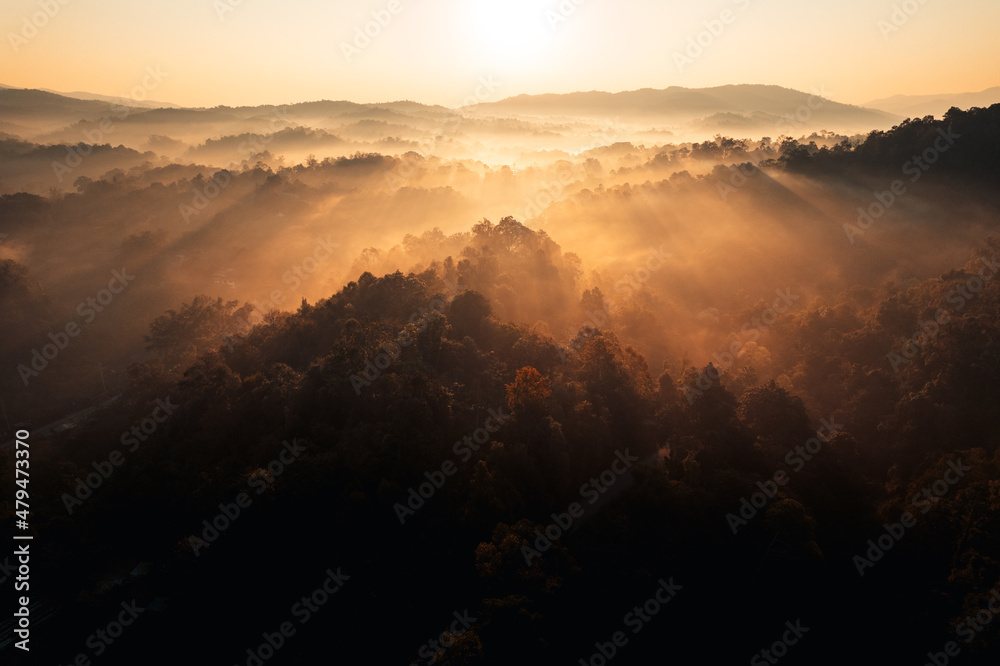 Obraz premium golden morning fog in the forest