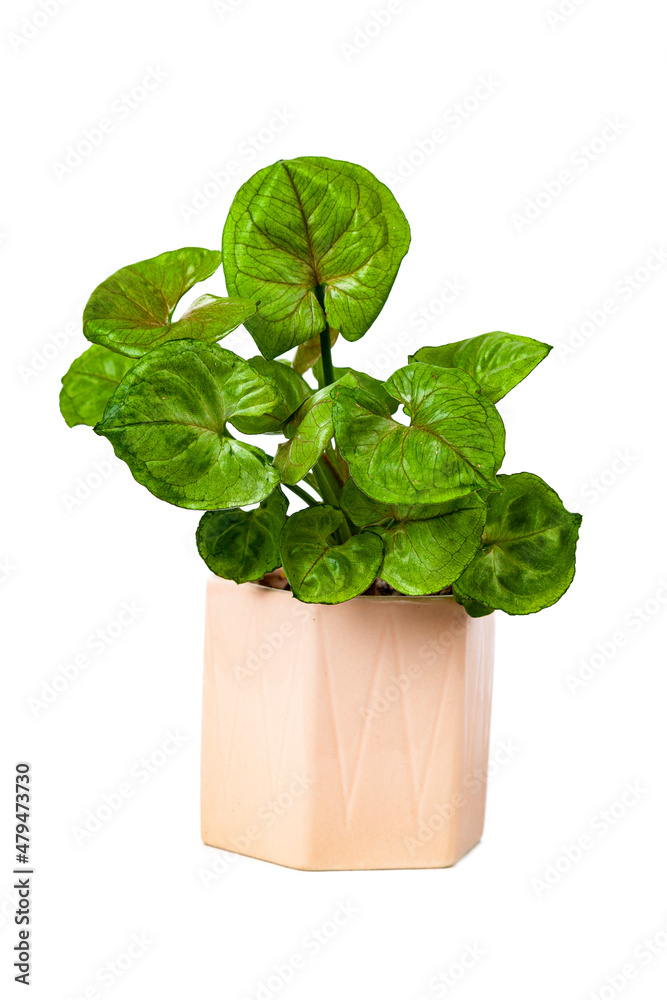 Indoor flower in a white pot. Syngonium. Indoor flower in a white pot. Syngonium.