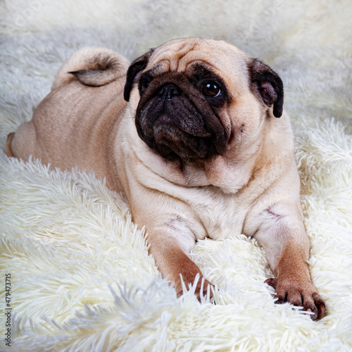 Dog lies on a white fluffy blanket.