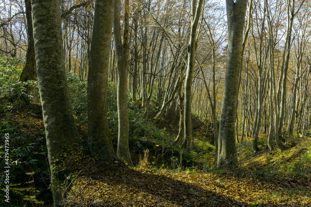 Naklejka premium 落葉し始めた晩秋のブナの木々