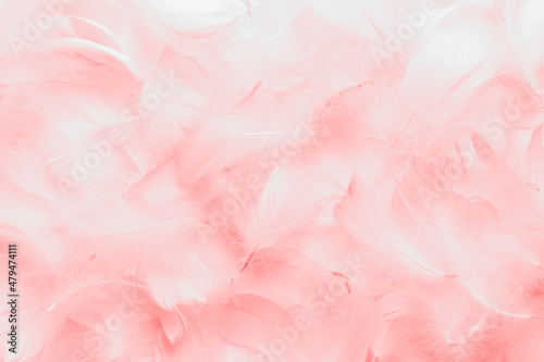 Beautiful Pink and White Fluffly Feathers Texture Background. Swan Feathers