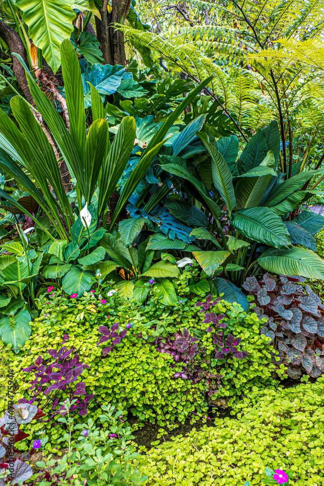Tropical garden with amazing plants Tropical garden with amazing plants