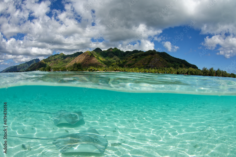 Moorea (Polynésie Française) : Raies pastenagues dans le lagon de Moorea