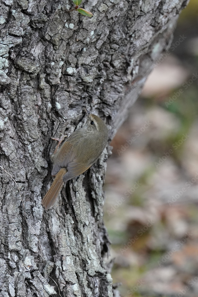 japanese bush warbler in the forest japanese bush warbler in the forest