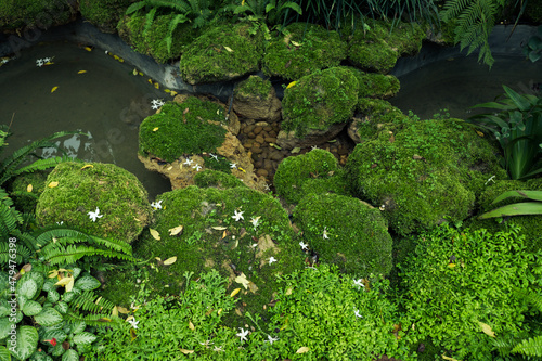 Green moss cover stones and on the floor in the forest 