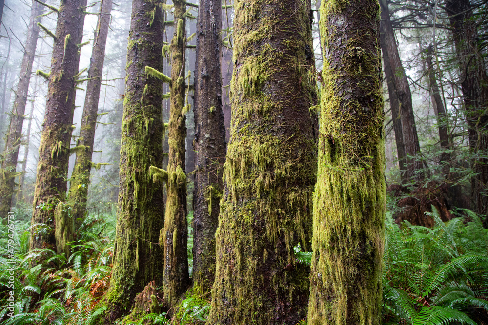 Naklejka premium Redwoods national forest park