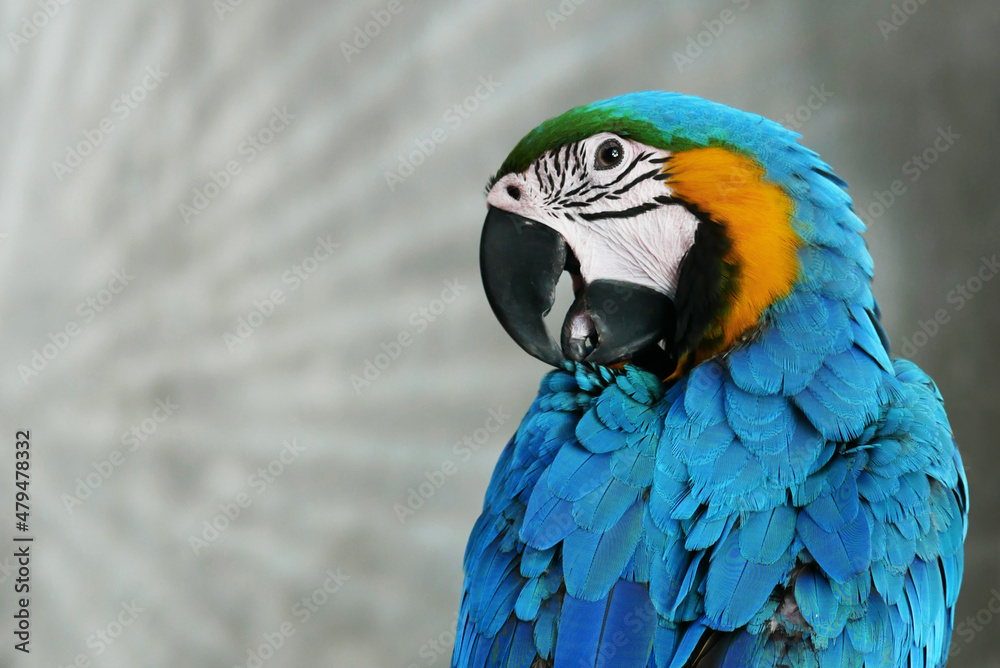 Obraz premium blue and yellow macaw side view biting her feather