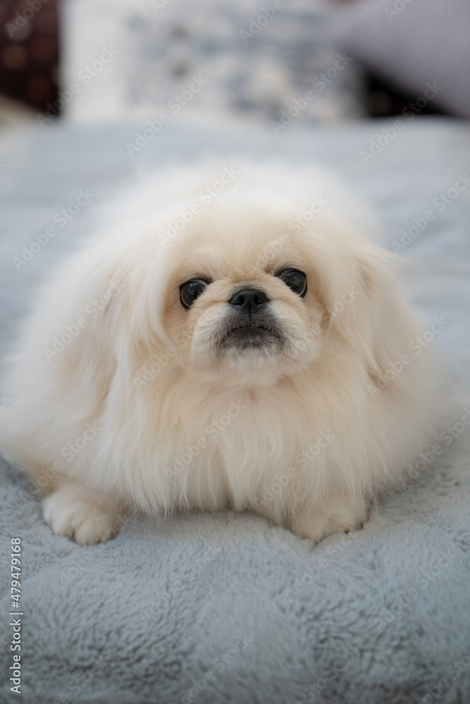 ペキニーズ　子犬