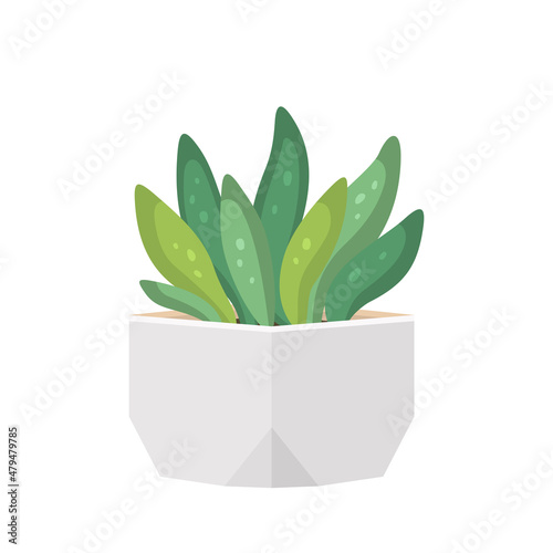 Cactus and succulent in pot domestic colorful cartoon vector illustration