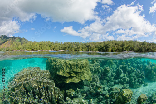 Moorea (Polynésie Française) : coraux dans le lagon translucide des motu tiahura