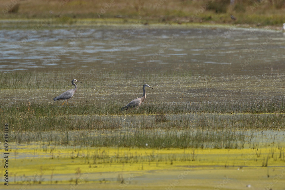 White-faced Heron, Lake George, NSW, December 2021 White-faced Heron, Lake George, NSW, December 2021