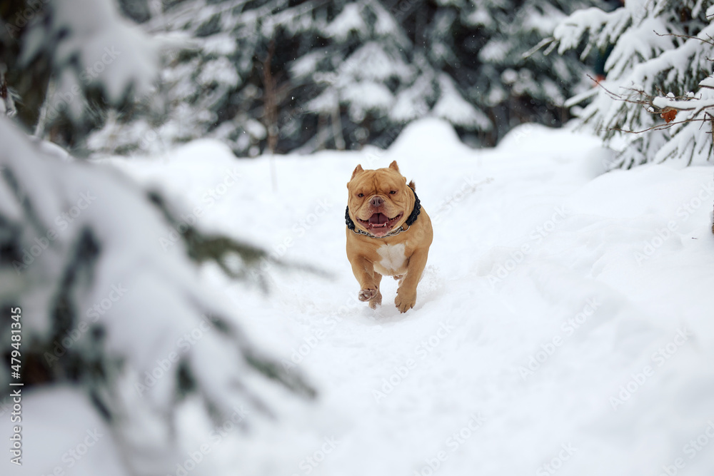 American bully dog playing in the snowy forest, selective focus American bully dog playing in the snowy forest, selective focus