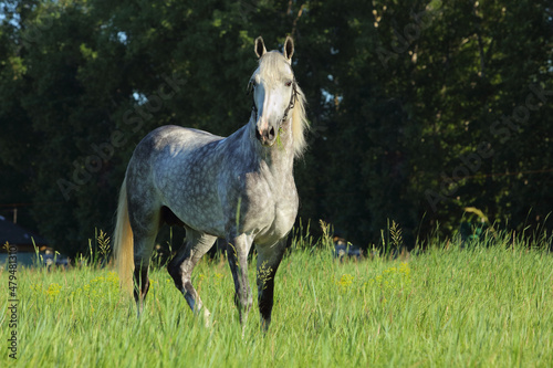 Φωτογραφία Holsteiner dressage horse portrait in summer  farm background
