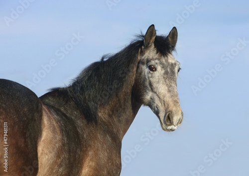 Grey Holsteiner horse portrait on blue sky background © horsemen
