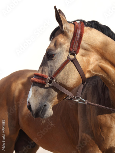 Akhal teke dressage horse portrait photo