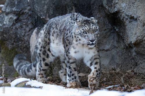 Snow leopard walks on the snow. © naotoshinkai