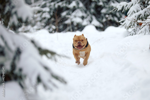 American bully dog playing in the snowy forest, selective focus