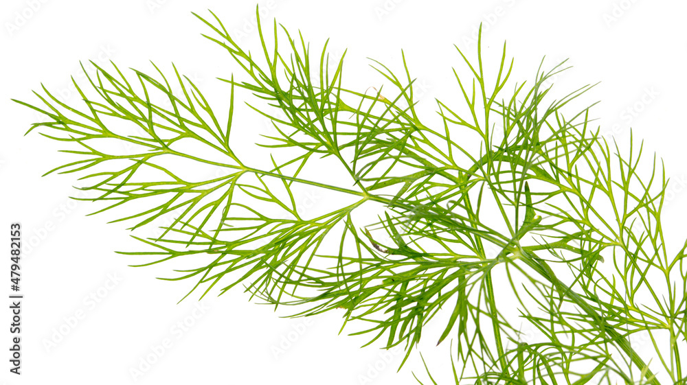 Green dill isolated on a white background. Green dill isolated on a white background.