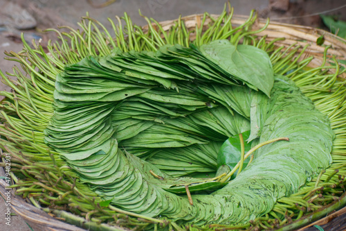 Betel leaf. Piper betle. It is a vine of the family Piperaceae, which includes pepper and kava.