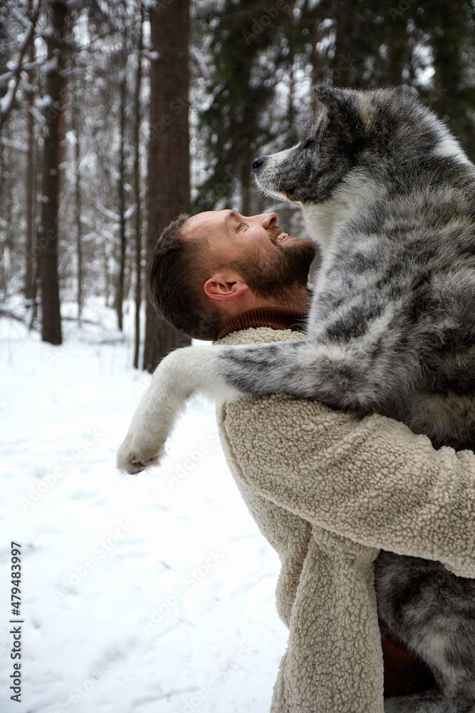 Men playing with siberian husky in winter forest and park, animals and ecology Men playing with siberian husky in winter forest and park, animals and ecology