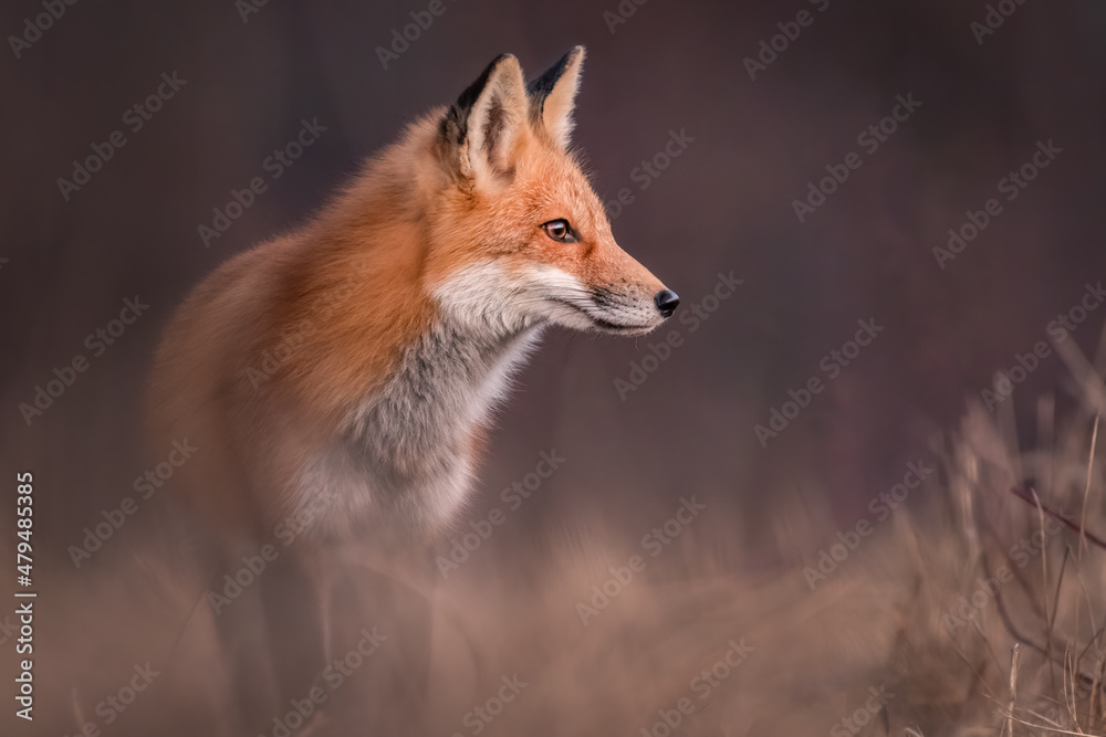 Fototapeta premium A red fox looking for food on a winter morning