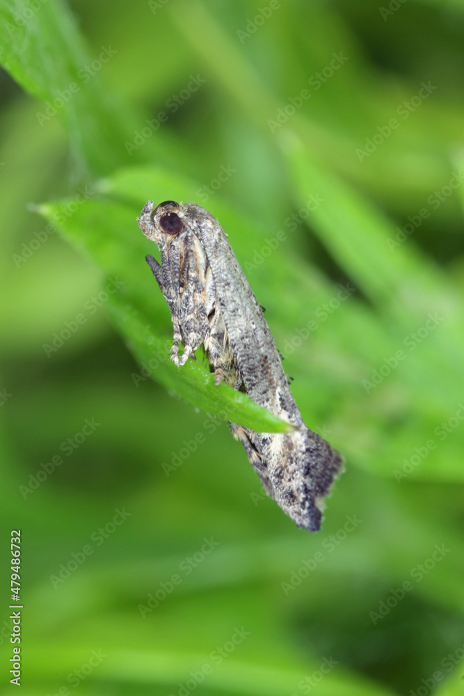 Fototapeta premium Moth of Epermenia chaerophyllella also known as the garden lance-wing, is a moth of the family Epermeniidae. Cterpillars are pests, incl. carrots.
