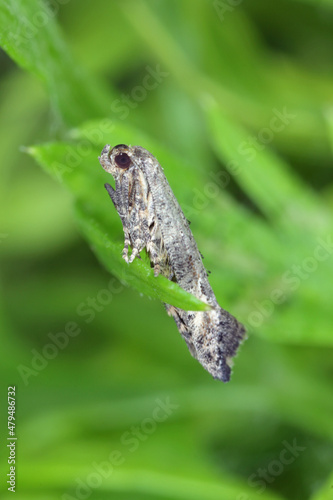 Moth of Epermenia chaerophyllella also known as the garden lance-wing, is a moth of the family Epermeniidae. Cterpillars are pests, incl. carrots.