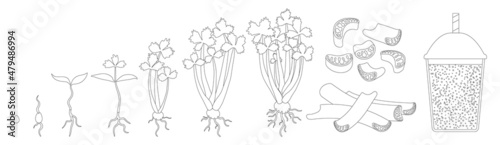 Celery growth vector outline icon. Isolated outline set icon stages growing celeriac.Vector illustration celery growth on white background .