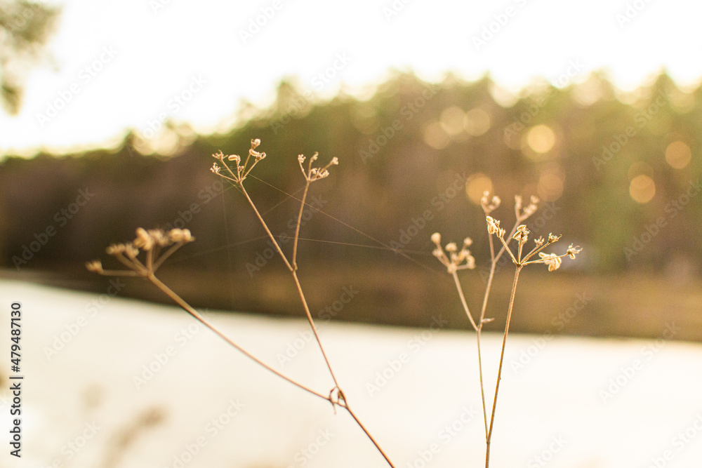 dry grass in a field near water
dry grass in a field near water