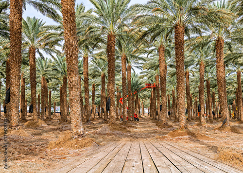 Maintenance for plantation of date palms. Image depicts healthy food production and GMO free agriculture industry in desert and arid areas of the Middle East