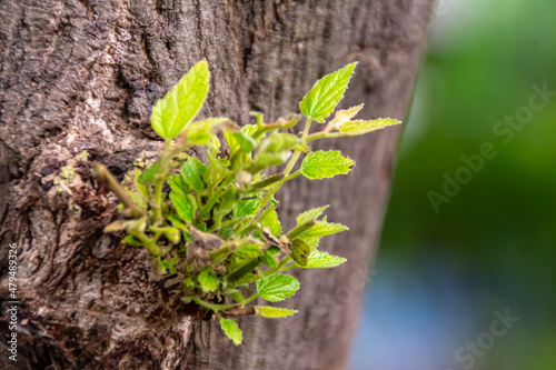 A new green leaves sprout growing on the brown wood of tree with the blurry and soft focus nature background