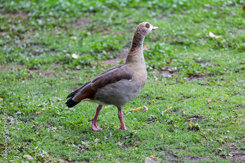 Egyprian goose waking on the grass in park