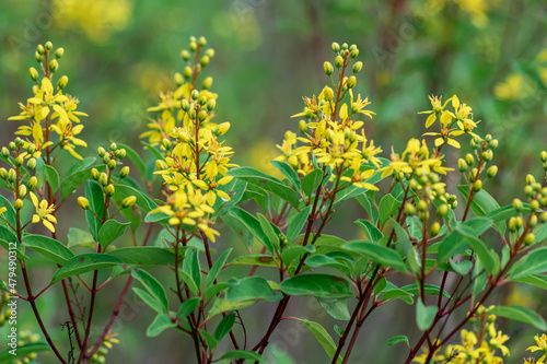 a bunch of close-up beautiful aromatic yellow flowers on green shrubs with blurry and soft focused nature background