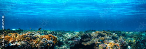 Underwater coral reef on the red sea Fototapet