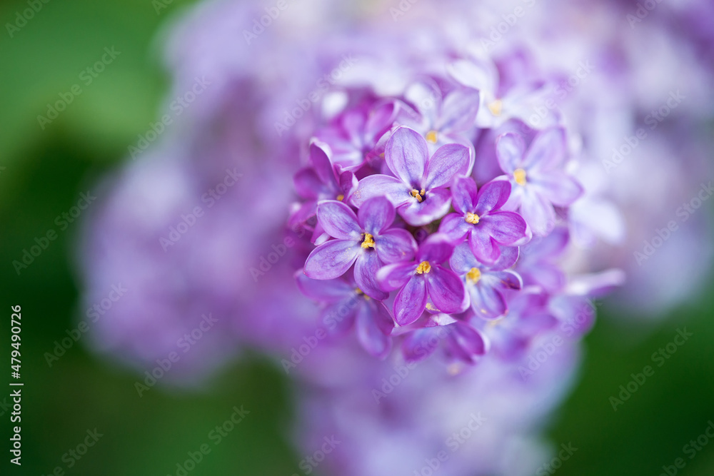 Close-up of a blossoming lilac in the spring - selective focus, space fot text Close-up of a blossoming lilac in the spring - selective focus, space fot text