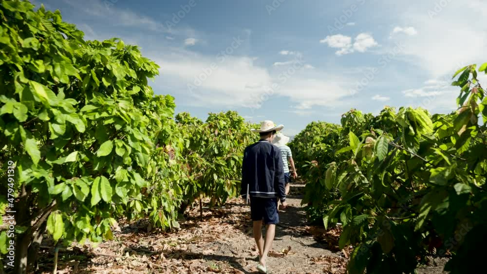 two asian farmers Inspecting cocoa quality in a cocoa plantation on a clear day.