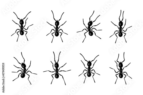 Canvastavla Ant insects black silhouettes vector illustration isolated on white background