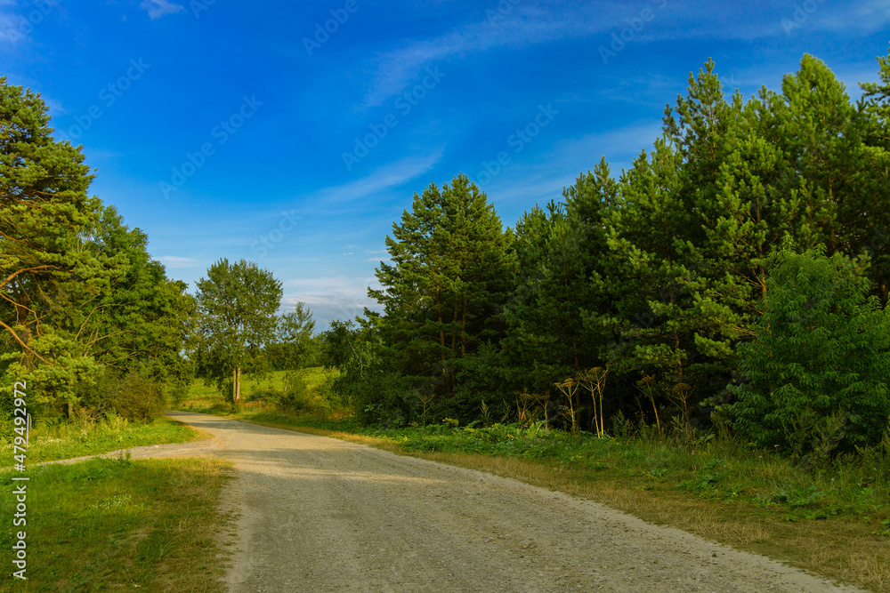 outskirts dirt road path with green trees alley in clear weather summer morning time blue sky