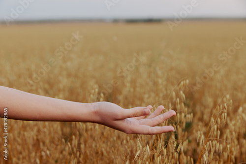 female hand Spikelets of wheat sun nature agriculture plant unaltered