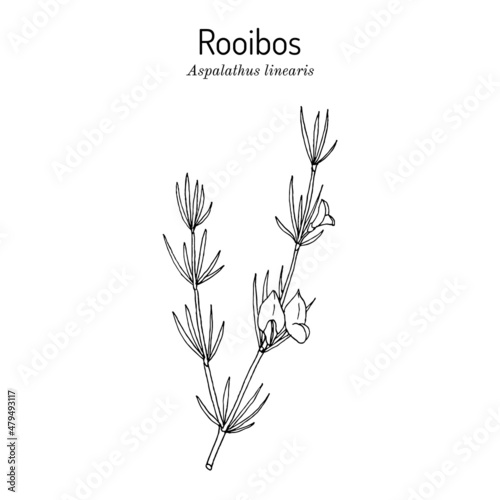 Rooibos Aspalathus linearis , or bush tea plant photo