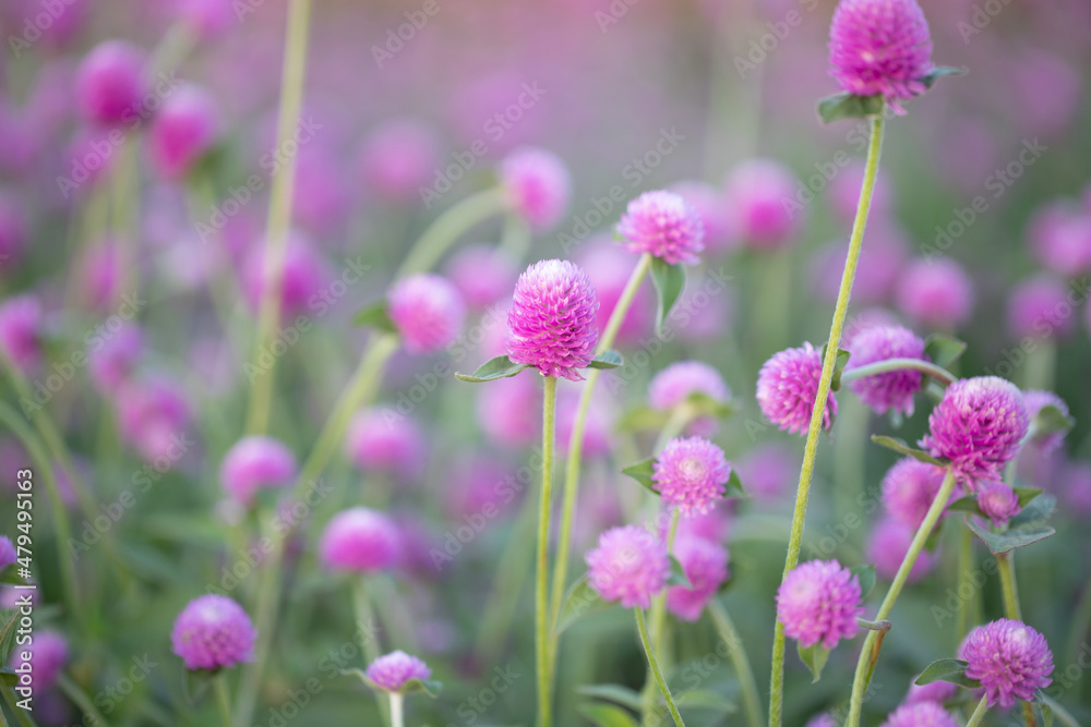 Pink globe amaranth or Bachelor button flower in garden for background. blurred bacground