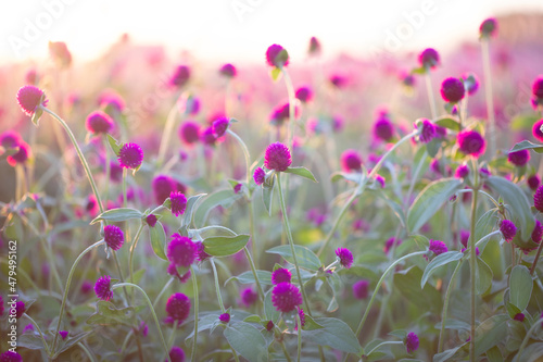 Purple globe amaranth or Bachelor button flower in garden for background. blurred background