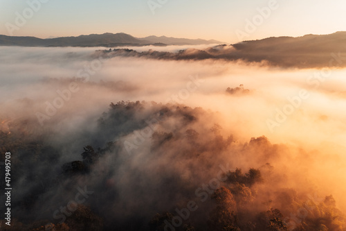 golden morning fog in the forest