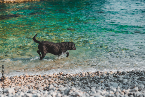 black wet labrador dog at rocky sea beach