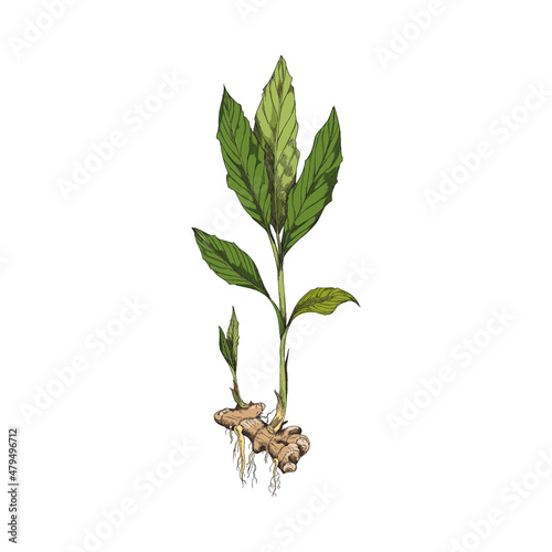 Ginger with root and leaves, hand drawn sketch vector illustration isolated on white background.