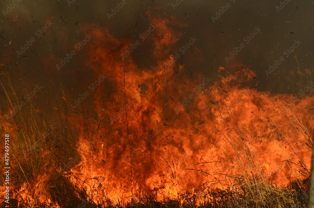 coastal zone of marsh creek, strong smoke from fire of liana overgrowth. Spring fires of dry reeds dangerously approach houses of village by river Cleaning fields of reeds, dry grass. Natural disaster coastal zone of marsh creek, strong smoke from fire of liana overgrowth. Spring fires of dry reeds dangerously approach houses of village by river Cleaning fields of reeds, dry grass. Natural disaster