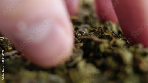 High quality dried green tea leaves pinch. Falling in slow motion. Macro photo